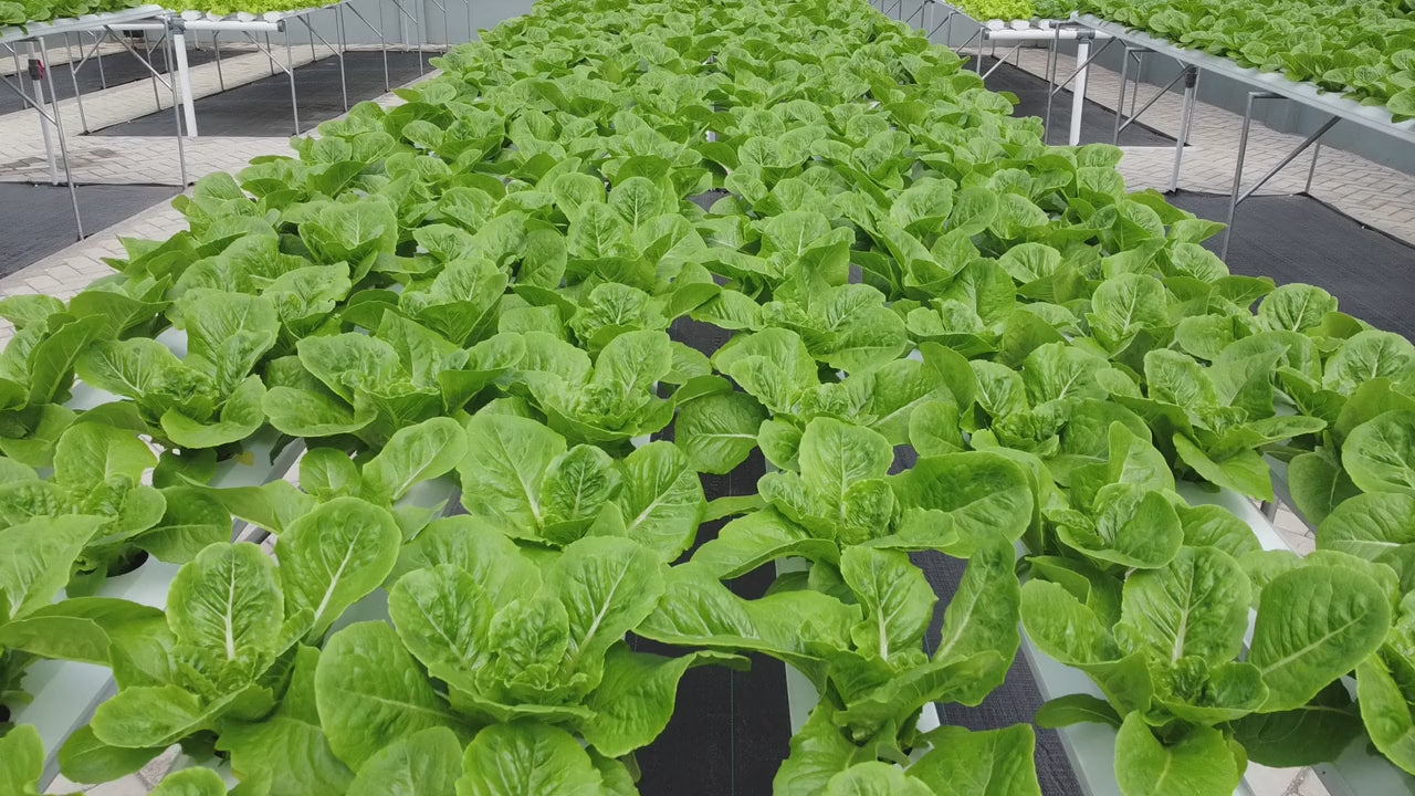 Load video: hydroponic farm with fresh veggies